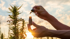how 'ultra-pure' cbd is made from hemp